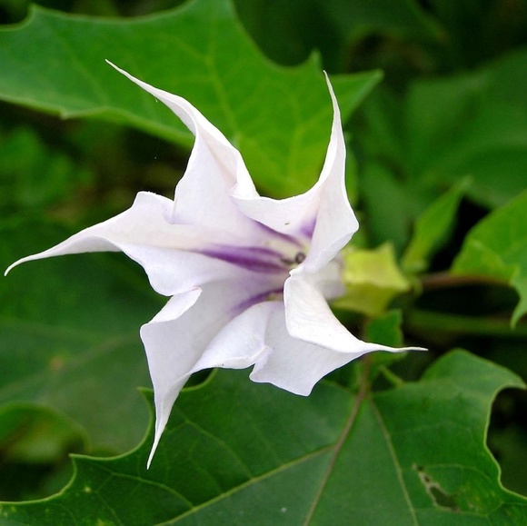 belladonna0000